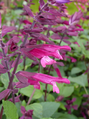 Love and Wishes Salvia, Salvia x 'Love and Wishes'